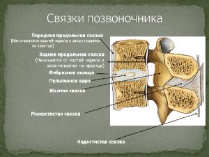 Рис. 5. Связки позвоночника (пояснично-двигательный сегмент).